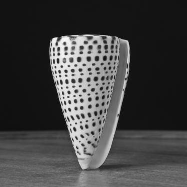 Standing Cone Shell, Face Mounted to Plexiglass thumb
