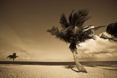 Coconut Palms & Beach, Face Mounted to Plexiglass thumb