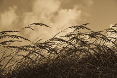 Sea Oats, Face Mounted to Plexiglass thumb