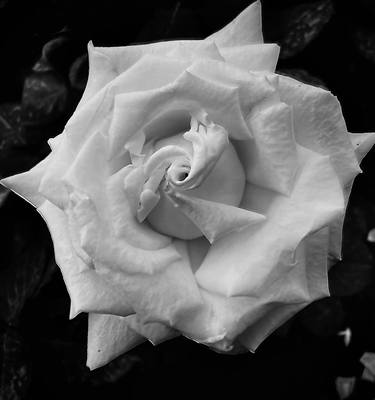 Rose in Black & White thumb