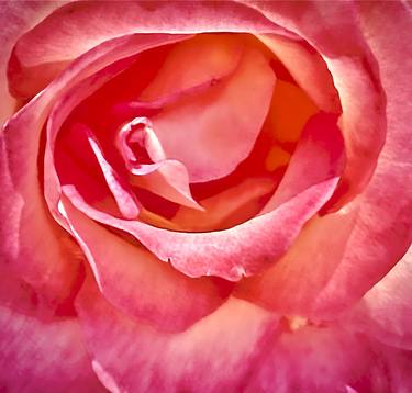 Blushing Rose thumb