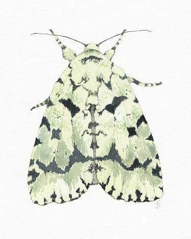 Green Marvel Moth (Acronicta fallax) thumb