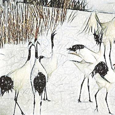 Cranes on a snowy field   - thumb