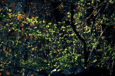 Print of Abstract Botanic Photography by Henri ODABAS