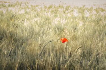 Original Floral Photography by Henri ODABAS