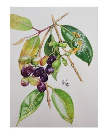 Botanical illustration of Syzygium cumini in watercolour thumb