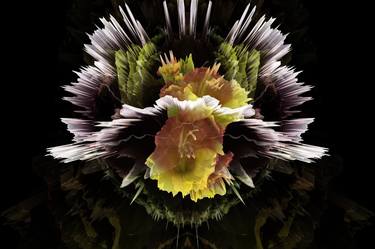 Original Pop Art Floral Photography by Pierre Rebetez