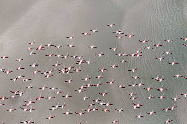 FLAMINGO SERIES | Sao Sebastiao Lagoon thumb