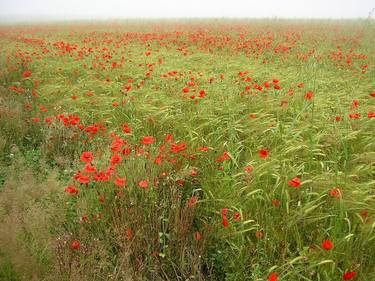 poppy field, north yorkshire thumb