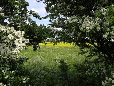 hawthorn blossom 04 thumb