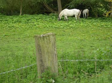 two white horses with butterbur thumb