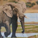 Collection Road '2' Africa (African Wildlife)