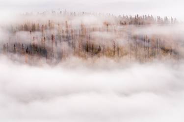 Larch Through the Clouds thumb