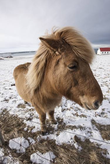 Print of Conceptual Horse Photography by Rob Silverman