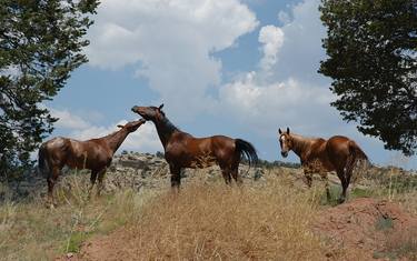 Horsing Around. Navajo Nation thumb