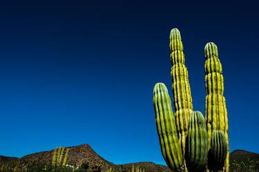 Desert Cactus thumb