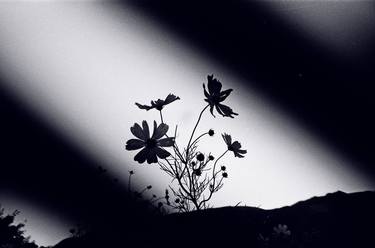 Original Fine Art Nature Photography by Jae Lee