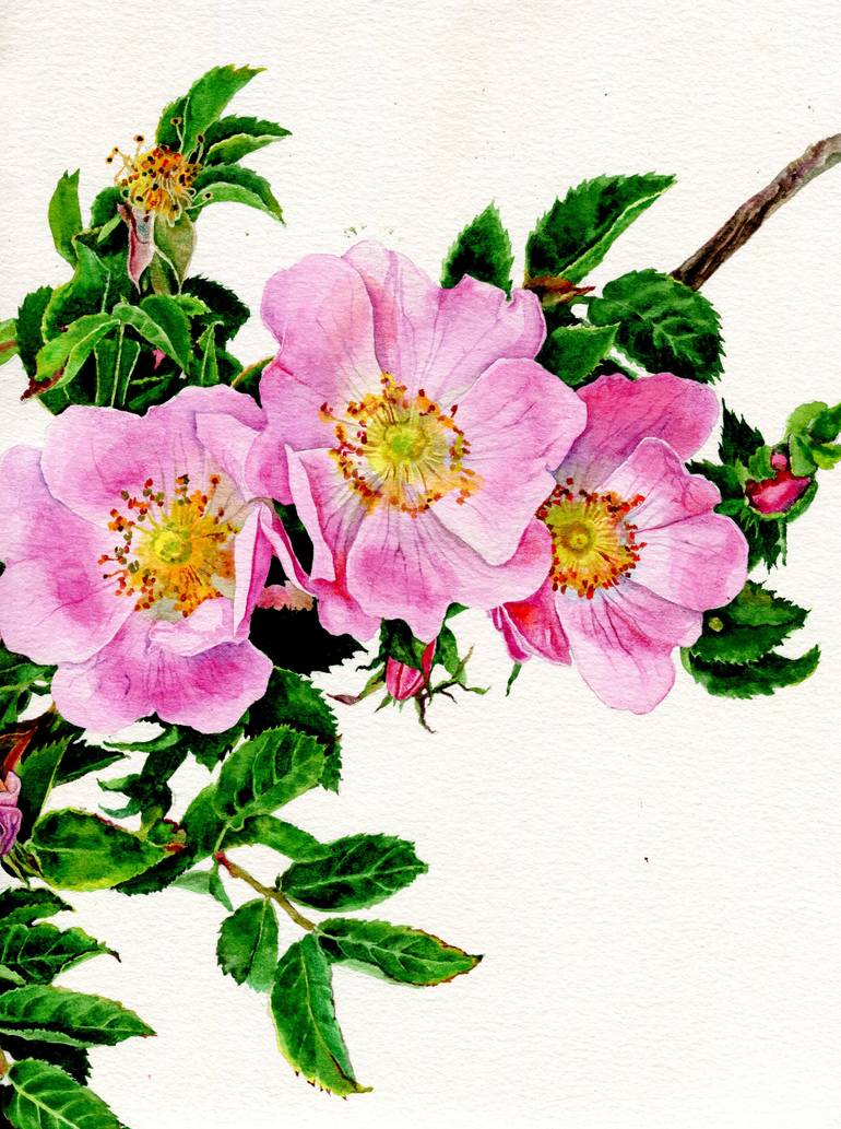 Original Illustration Floral Drawing by Anastasia Ladatko