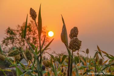 Jowar Crops Under Sunset thumb