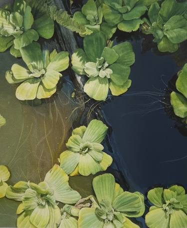 Original Photorealism Nature Paintings by hyangjin CHA