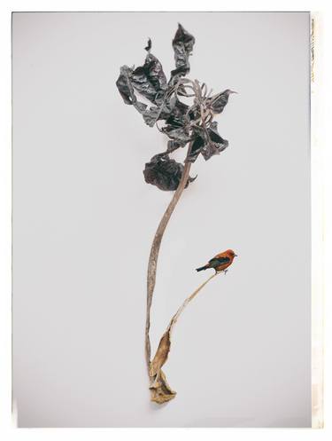 Original Conceptual Botanic Photography by Eric Scibor-Rylski