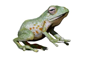 Green Frog thumb