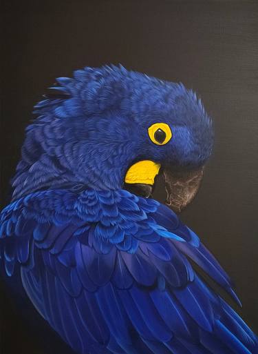 Hyacinth macaw thumb