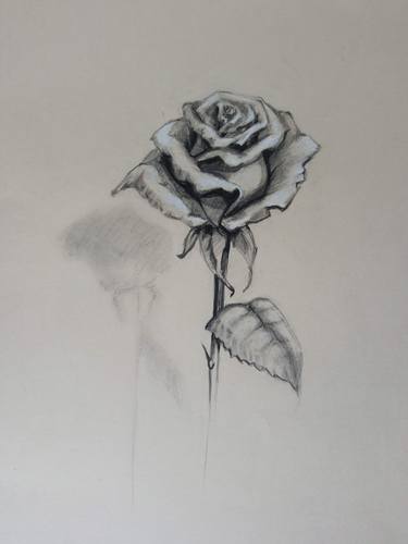 Print of Floral Drawings by Marina Pashkovska