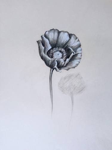 Original Botanic Drawings by Marina Pashkovska