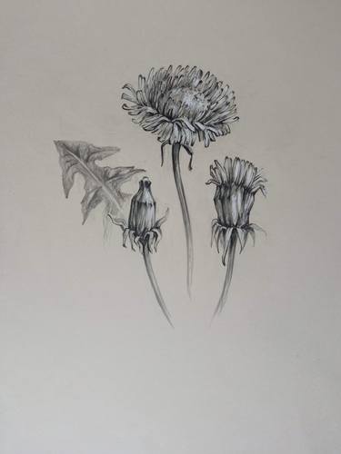 Original Botanic Drawings by Marina Pashkovska