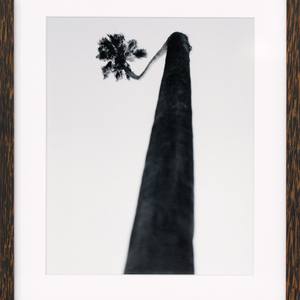 PALMS ON PALM #10: Elysian Palm Angle 2