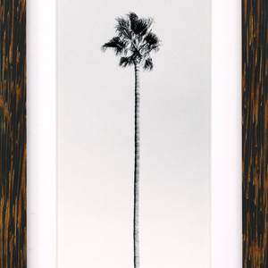 PALMS ON PALM#12: Single Palm