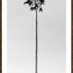 PALMS ON PALM #11: Single Palm (Deebo)
