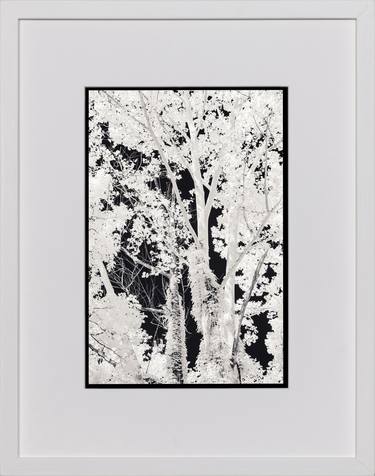 Original Black & White Botanic Photography by Ian Campbell