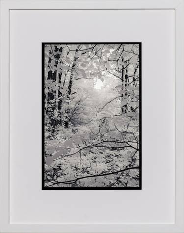 Original Black & White Nature Photography by Ian Campbell