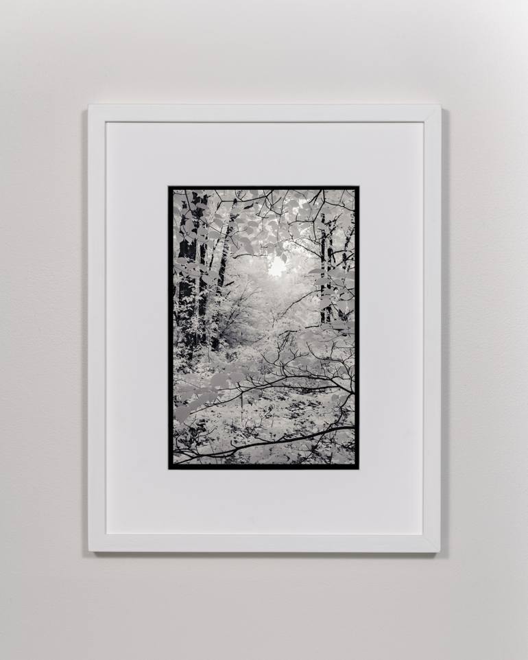 Original Black & White Nature Photography by Ian Campbell