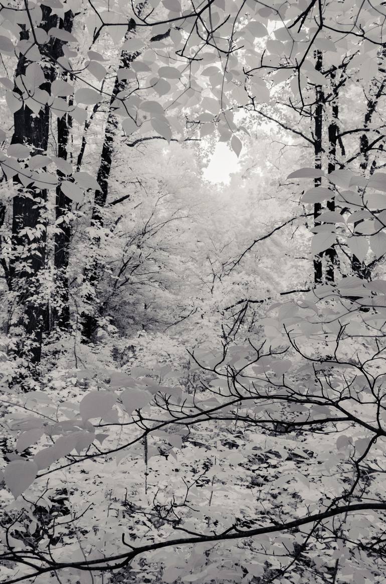 Original Black & White Nature Photography by Ian Campbell