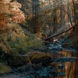 Collection Black Forest