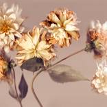 'Fading Splendour' (M) Limited Edition Fine Art Print by Kenzy Cheeseman