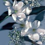 'Snowy Blooms' (L) Limited Edition Fine Art Print by Kenzy Cheeseman