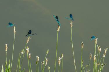 Original Animal Photography by Alessio Levorato