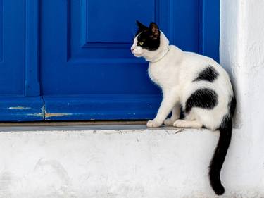 Gatto su porta bianco e blu thumb