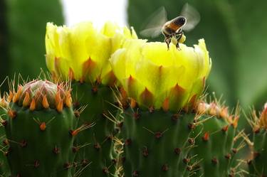 Print of Realism Nature Photography by Gabriela Gabriel