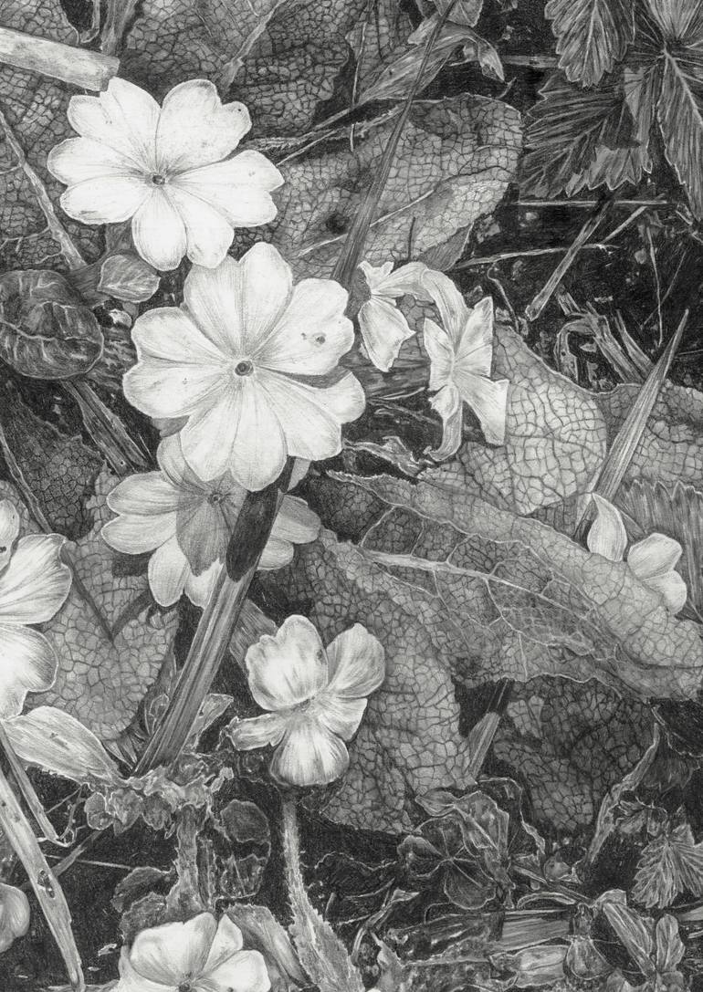 Original Realism Nature Drawing by Lucy Budgen