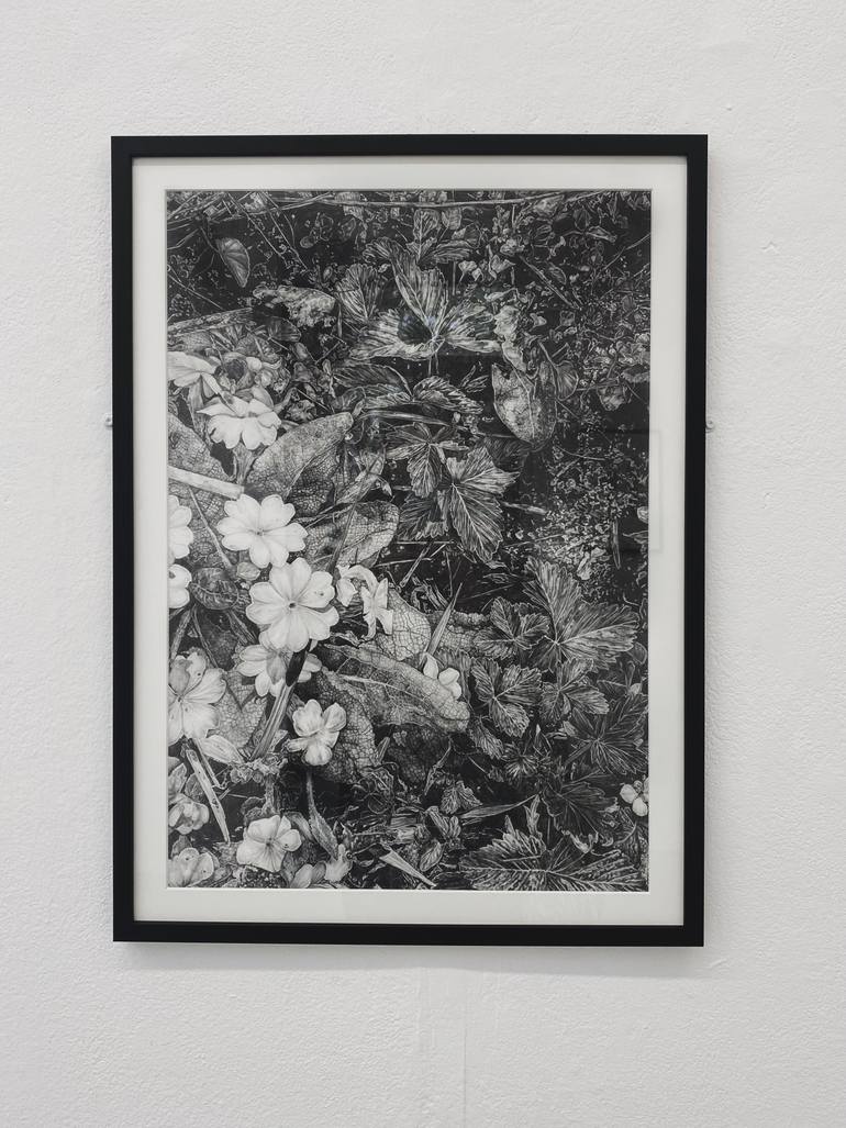 Original Realism Nature Drawing by Lucy Budgen