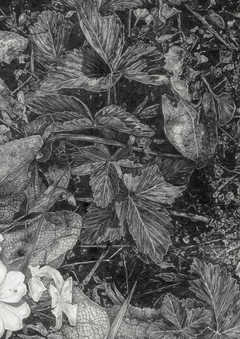 Original Realism Nature Drawing by Lucy Budgen