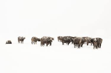 Print of Animal Photography by Christian Bruni