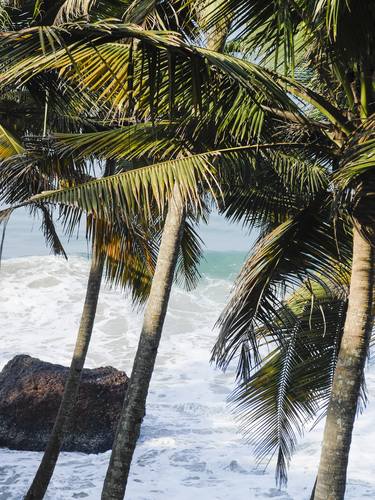 Kerala Palms thumb