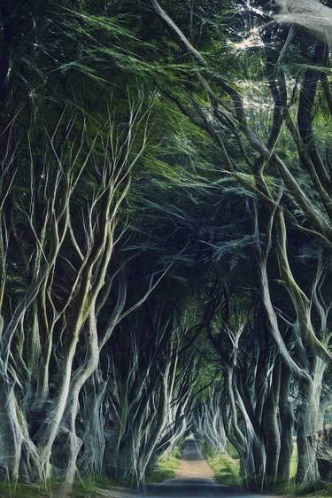 The Dark Hedges, Northern Ireland thumb