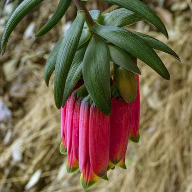 Print of Fine Art Botanic Photography by Kiarash Tamaddon